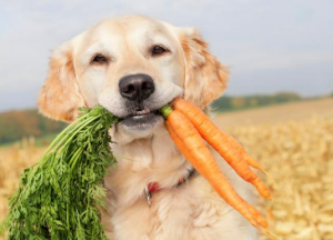 Can Dogs Eat Carrots Everyday