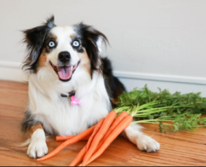 CAN I GIVE CARROTS TO MY DOG
