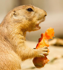 Do Squirrels Like Carrots