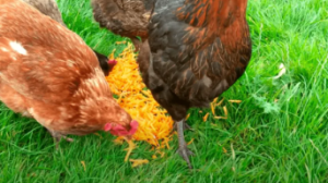 can chickens eat carrots tops 