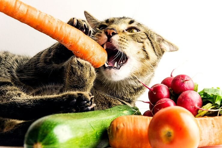 do cats like carrots