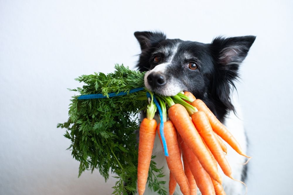 dogs carrots