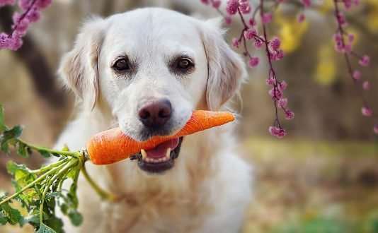 Can I Give My Puppy a Carrot for Teething
