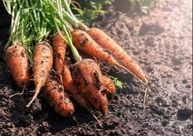 How Long for Carrots to Germinate