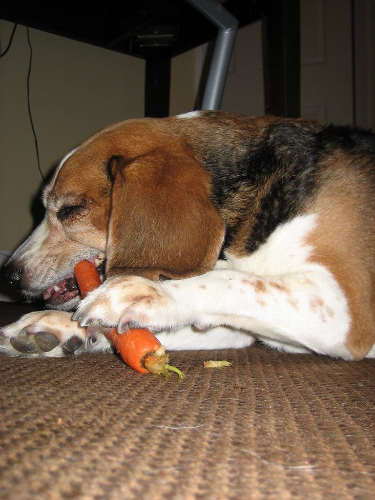 Do Dogs Eat Carrots