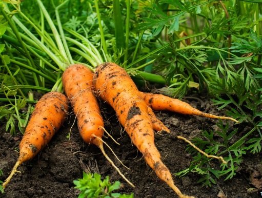 carrot geminate