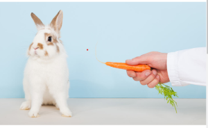 bunny carrots 