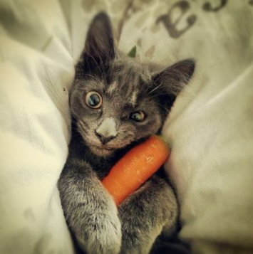 cat like carrot