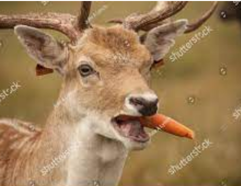 deer carrot