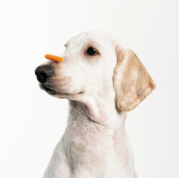 dog eat carrots