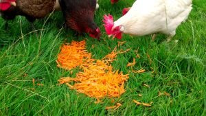 How to feed carrots to chickens